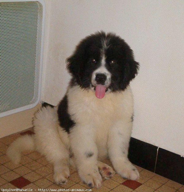 Photo de Landseer (type continental europen)