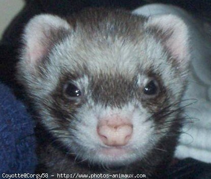 Photo de Furet