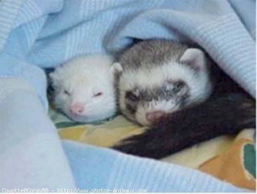 Photo de Furet