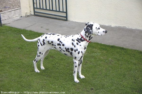 Photo de Dalmatien