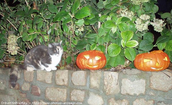 Photo de Chat domestique