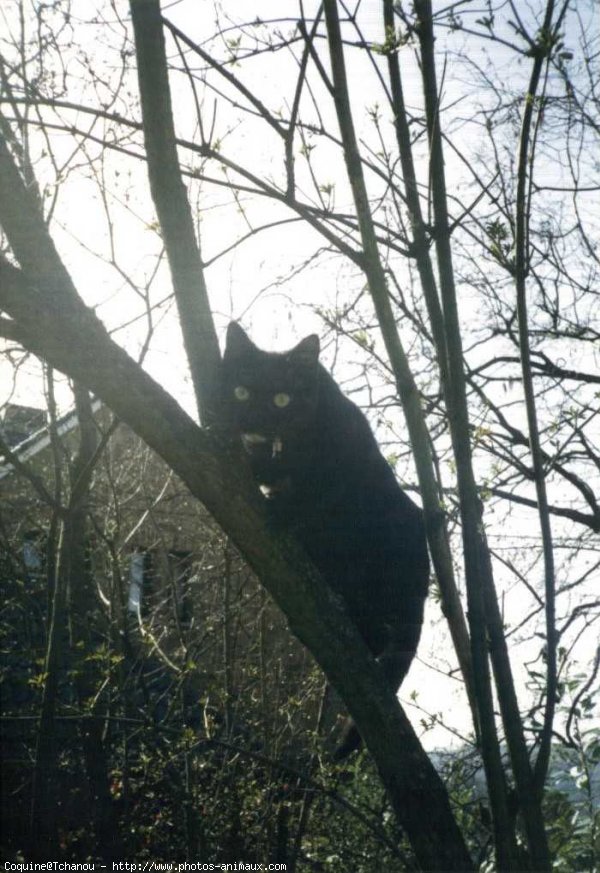 Photo de Chat domestique