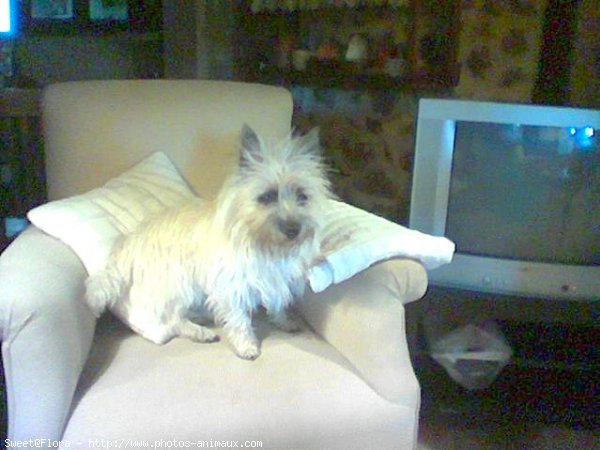 Photo de Cairn terrier