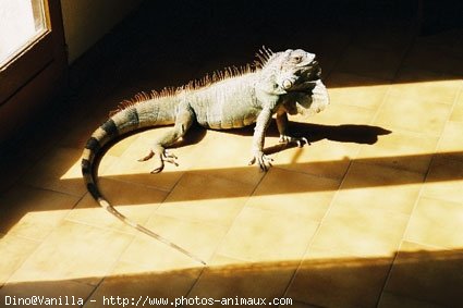 Photo d'Iguane