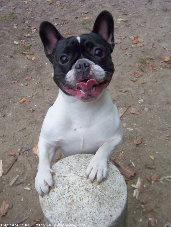 Photo de Bouledogue franais