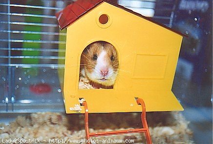 Photo de Hamster