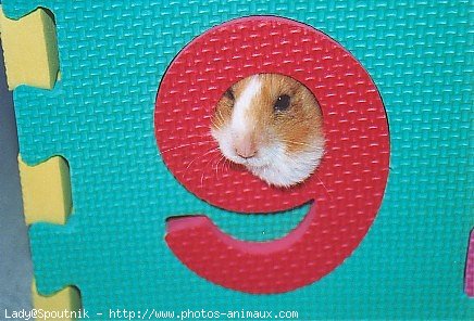 Photo de Hamster