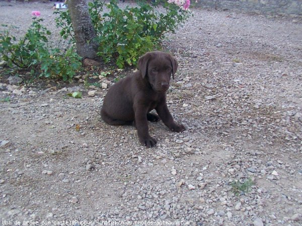 Photo de Labrador retriever