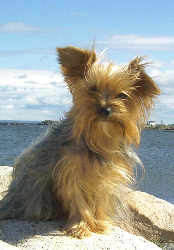 Photo de Yorkshire terrier