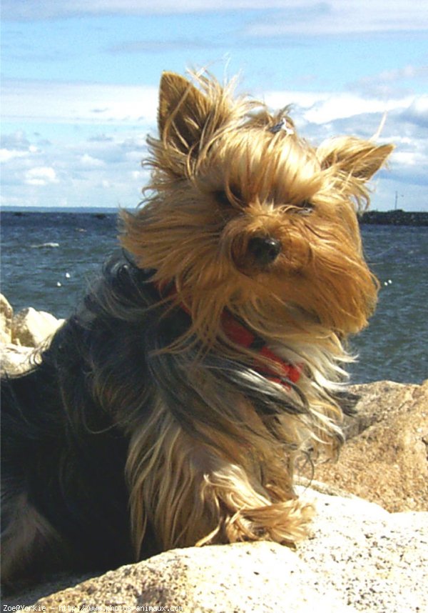 Photo de Yorkshire terrier