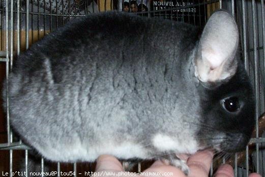 Photo de Chinchilla