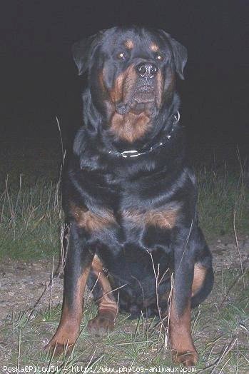 Photo de Rottweiler