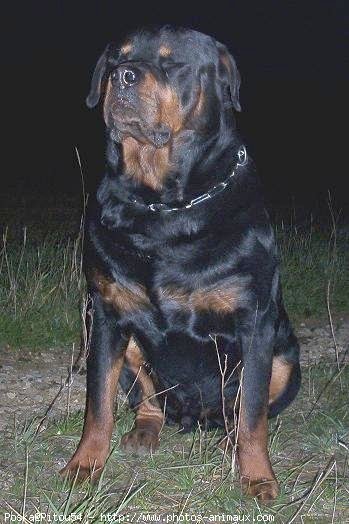 Photo de Rottweiler