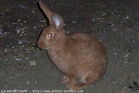 Photo de Lapin