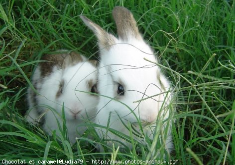 Photo de Lapin