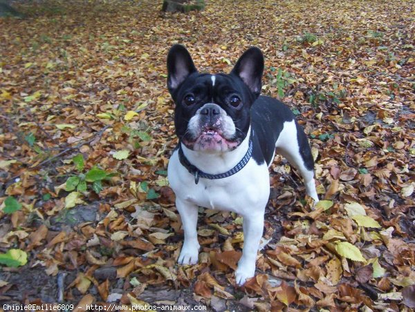 Photo de Bouledogue franais