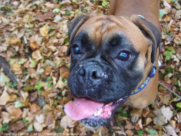 Photo de Boxer