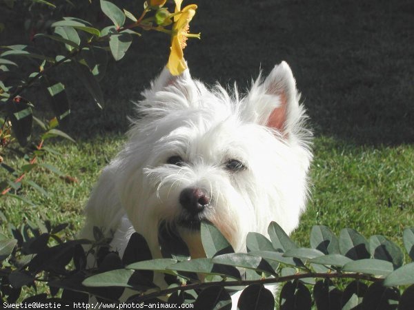 Photo de West highland white terrier