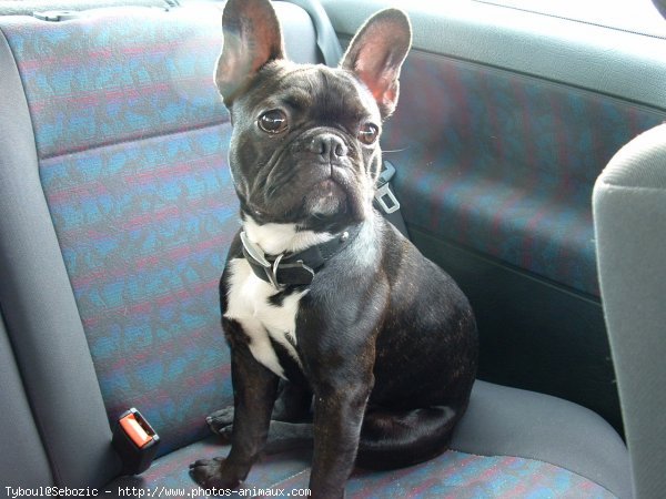 Photo de Bouledogue franais