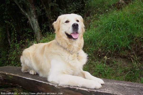 Photo de Golden retriever