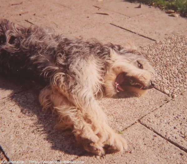 Photo de Colley  poil long