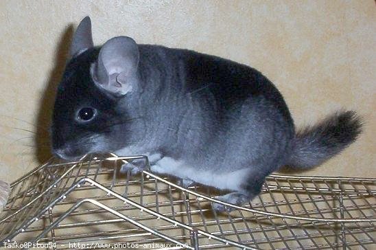 Photo de Chinchilla