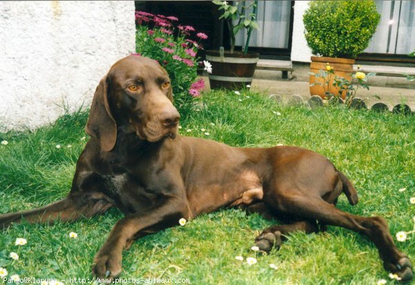 Photo de Braque allemand  poil court