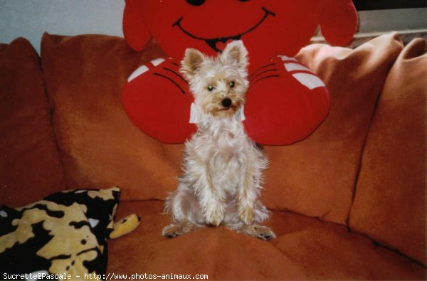 Photo de Yorkshire terrier