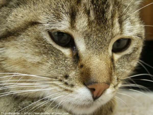 Photo de Chat domestique