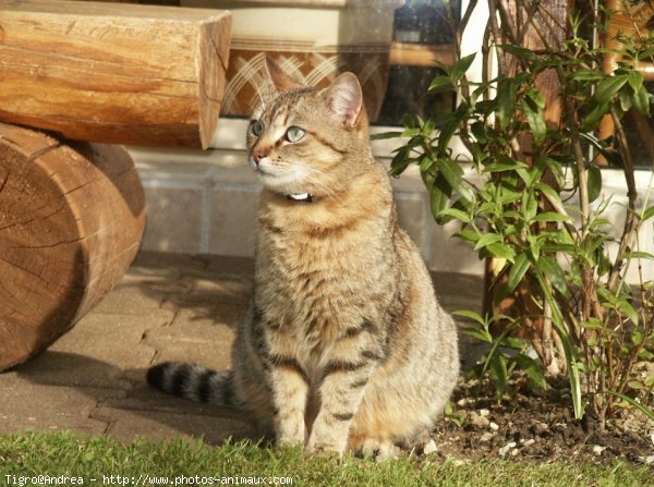 Photo de Chat domestique