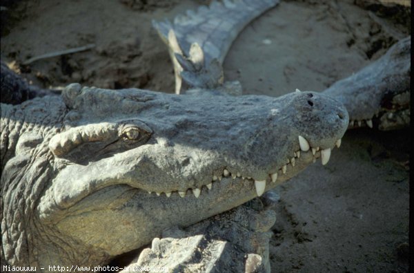 Photo de Crocodile