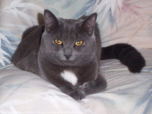 Photo de Chartreux