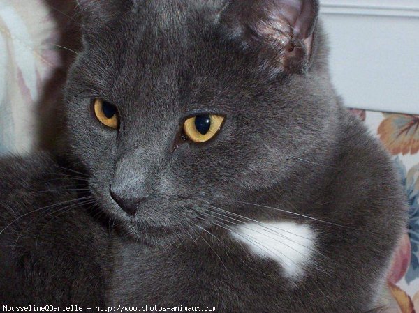 Photo de Chartreux