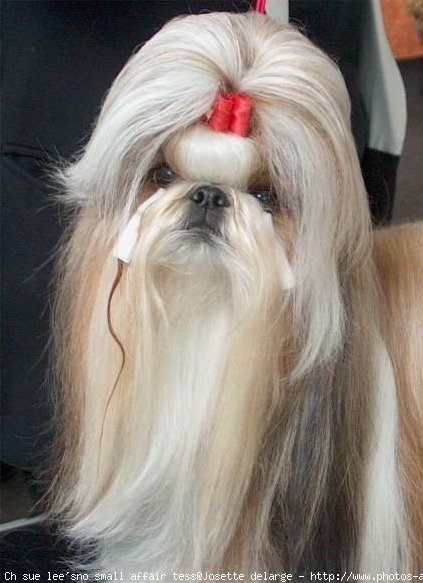 Photo de Shih tzu