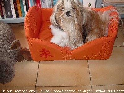 Photo de Shih tzu