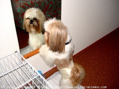 Photo de Shih tzu