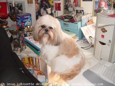 Photo de Shih tzu