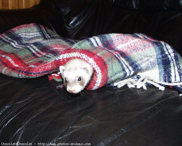 Photo de Furet