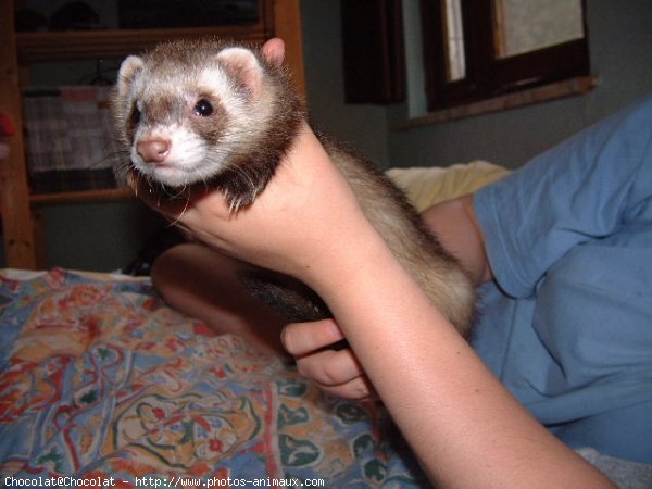 Photo de Furet