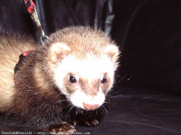 Photo de Furet