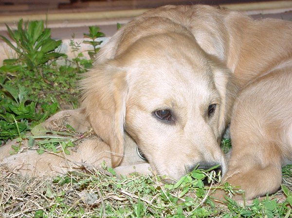 Photo de Golden retriever