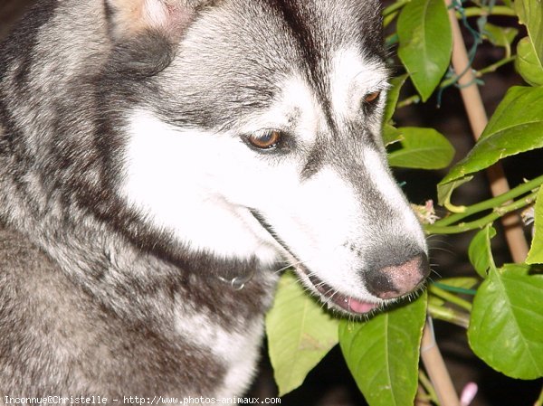 Photo de Husky siberien