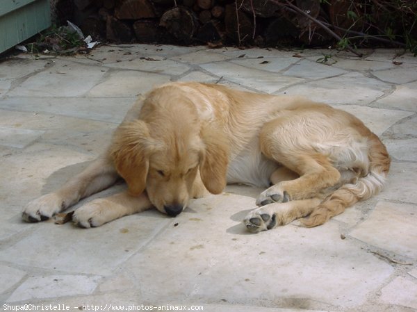 Photo de Golden retriever