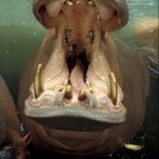 Photo de Hippopotame