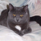 Photo de Chartreux