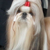 Photo de Shih tzu