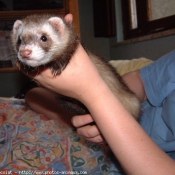 Photo de Furet