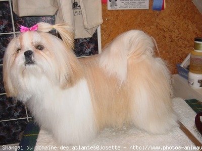 Photo de Shih tzu