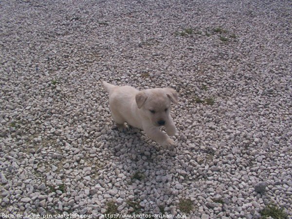 Photo de Labrador retriever