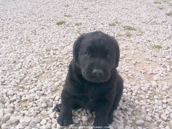 Photo de Labrador retriever